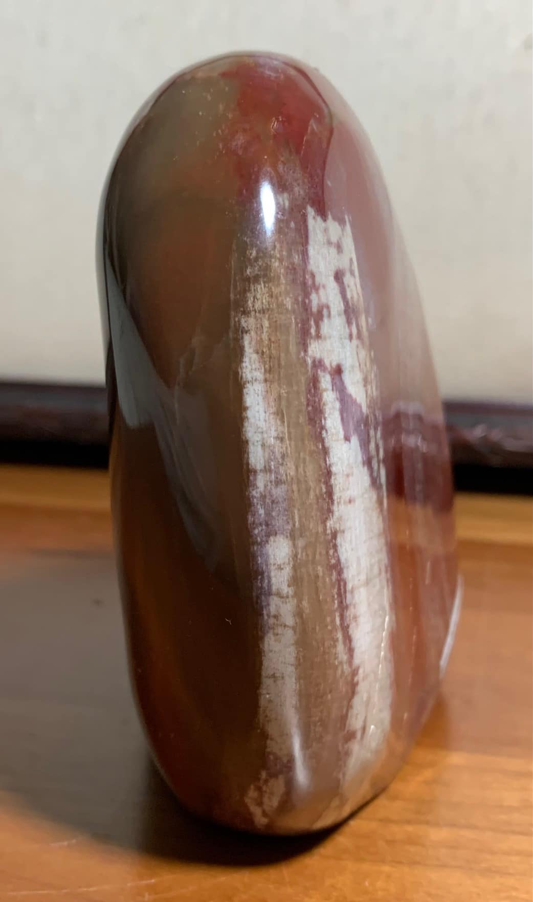 Petrified Wood Stand Up Nature Gallery