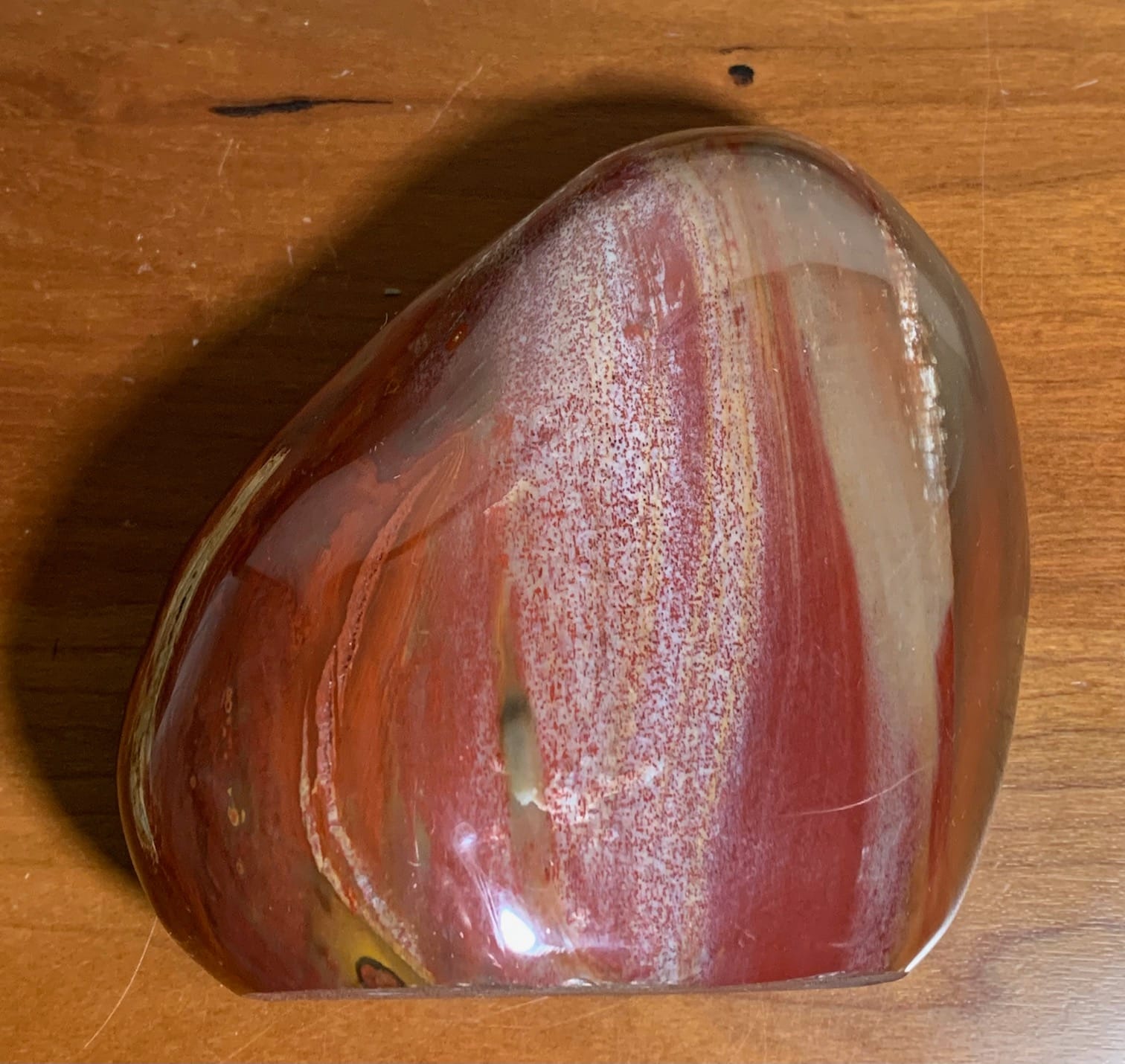 Petrified Wood Stand Up Nature Gallery